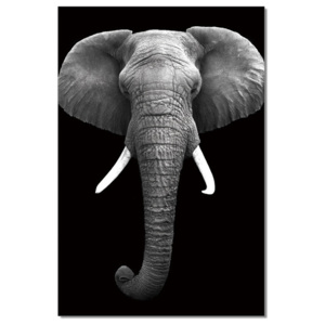 African Elephant (B&W) Tablou, (80 x 120 cm)