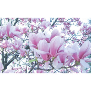 Flowers Magnolia Fototapet, (254 x 184 cm)