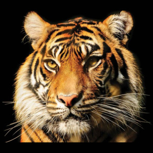 Tiger Fototapet, (152.5 x 104 cm)