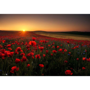 Sunrise Between Poppies Fototapet, (254 x 184 cm)