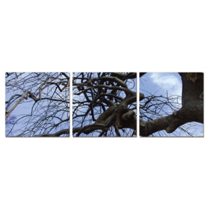 Tree branches Tablou, (150 x 50 cm)