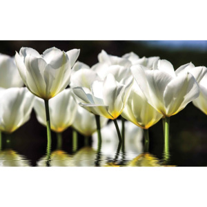 Flowers Tulips Fototapet, (368 x 254 cm)