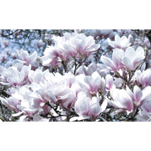 Flowers Magnolia Fototapet, (416 x 254 cm)