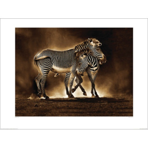 Marina Cano - Zebra Grevys Reproducere, (80 x 60 cm)