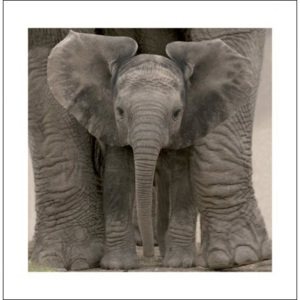 Elephant - Baby Reproducere, (40 x 40 cm)