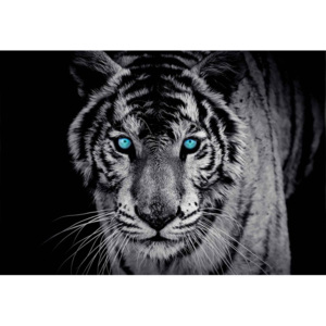 Tiger Animal Fototapet, (211 x 90 cm)