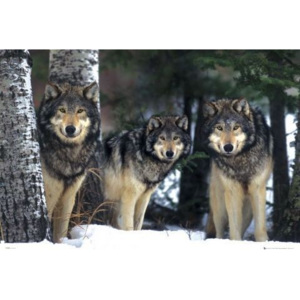 Wolves - 3 wolves Poster, (91,5 x 61 cm)