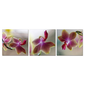Orchid - Blossoms Tablou, (180 x 60 cm)