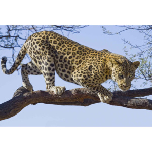 Leopard Tree Fototapet, (250 x 104 cm)