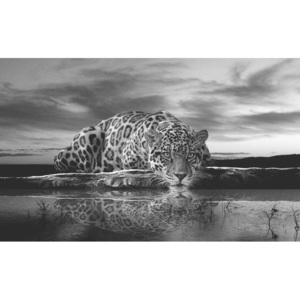 Leopard Feline Reflection Black Fototapet, (312 x 219 cm)