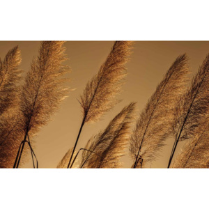 Grasses Blowing In The Wind Fototapet, (312 x 219 cm)