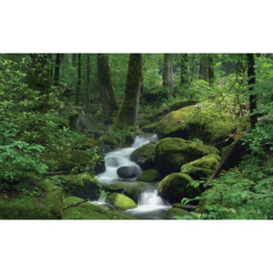 Forest Waterfall Rocks Nature Fototapet, (211 x 90 cm)