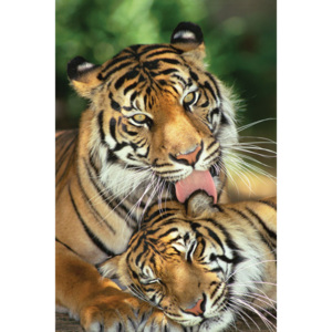 Tigers - mother's love Poster, (61 x 91,5 cm)