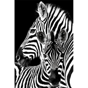 Zebra Poster, (61 x 91,5 cm)