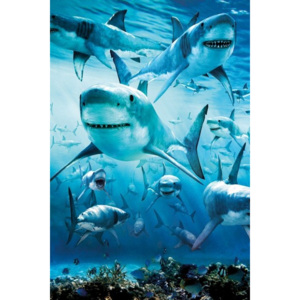 Shark - infested Poster, (61 x 91,5 cm)