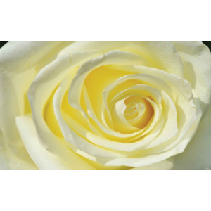 Rose Flower White Yellow Fototapet, (368 x 254 cm)