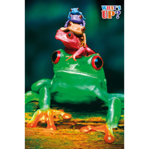 5 frogs Poster, (61 x 91,5 cm)