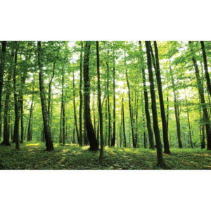 Forest Trees Green Nature Fototapet, (211 x 90 cm)