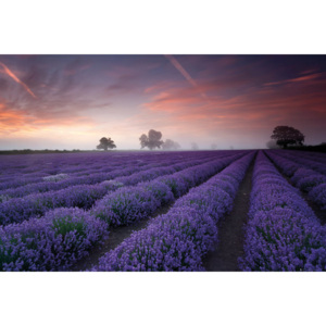 Lavender field - Dawn Poster, (91,5 x 61 cm)