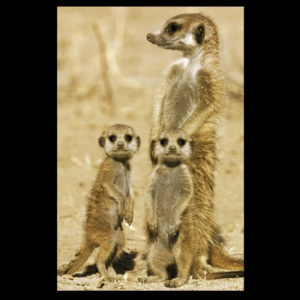 Meerkats Poster, (61 x 91,5 cm)
