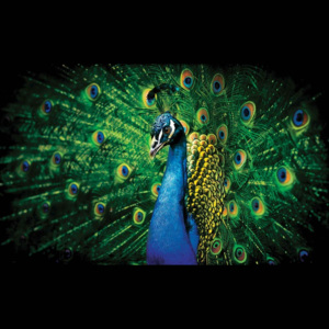 Peacock Bird Feathers Fototapet, (312 x 219 cm)