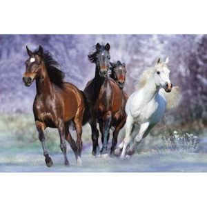 Running horses - bob langrish Poster, (91,5 x 61 cm)