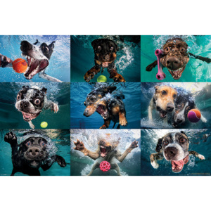 Underwater Dogs Poster, (61 x 91,5 cm)