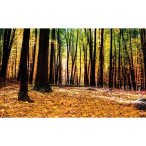 Forest Woods Fototapet, (368 x 254 cm)