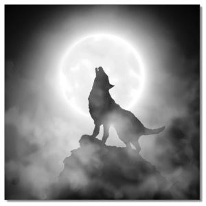 Wolf howling to the moon Tablou, (120 x 120 cm)