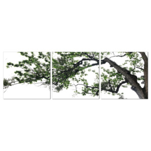 Deciduous tree Tablou, (180 x 60 cm)