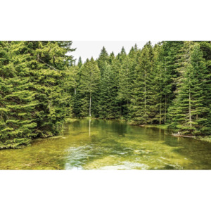 River Forest Nature Fototapet, (184 x 254 cm)