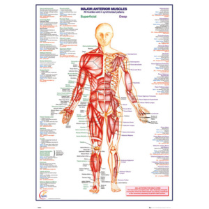 Human Body - Major Anterior Muscles Poster, (61 x 91,5 cm)