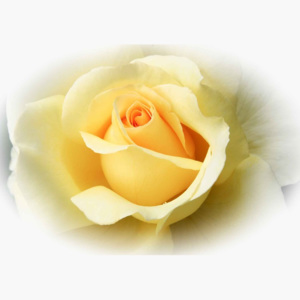 Yellow Rose Fototapet, (416 x 254 cm)