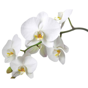 Flowers Orchids Nature White Fototapet, (416 x 254 cm)