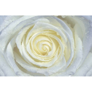 Rose Flower White Fototapet, (250 x 104 cm)
