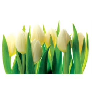 Flowers Tulips Nature Fototapet, (368 x 254 cm)
