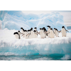 Penguins Fototapet, (104 x 70.5 cm)