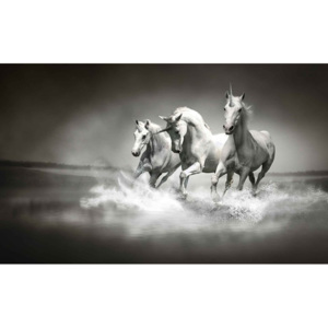 Unicorns Horses Black White Fototapet, (211 x 90 cm)