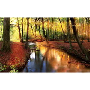 Forest River Beam Light Nature Fototapet, (254 x 184 cm)