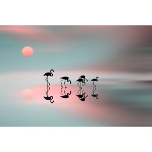 Fotografii artistice Family flamingos, Natalia Baras