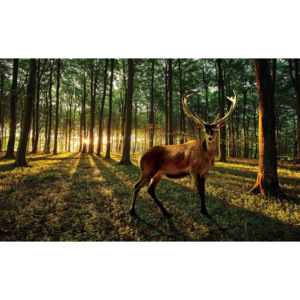 Deer Forest Trees Nature Fototapet, (211 x 90 cm)