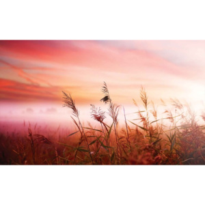 Field Sunset Sunrise Fototapet, (416 x 254 cm)