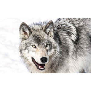 Wolf Animal Fototapet, (254 x 184 cm)