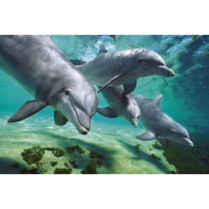 Dolphins underwater Poster, (91,5 x 61 cm)