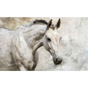 Horse Pony Fototapet, (254 x 184 cm)