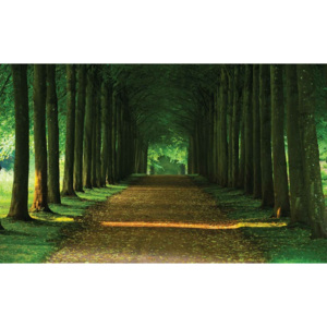 Path Trees Forest Nature Fototapet, (416 x 254 cm)
