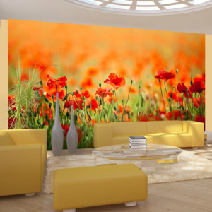 Fototapet - Poppies in shiny summer day 450x270 cm