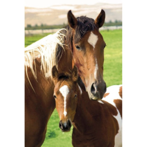 Horses - mare and foal Poster, (61 x 91,5 cm)
