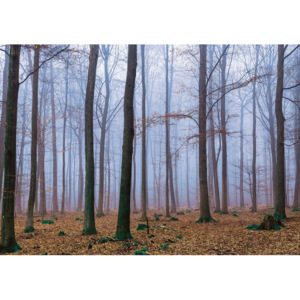 Nature Wood Forest Fototapet, (211 x 90 cm)