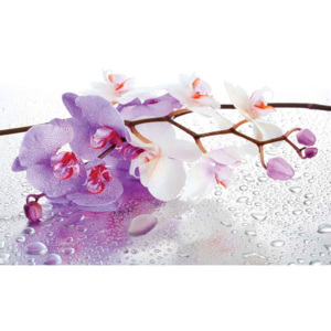 Flowers Orchids Nature Drops Fototapet, (368 x 254 cm)